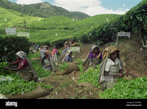 Tea plantation workers Stock Photo - Alamy