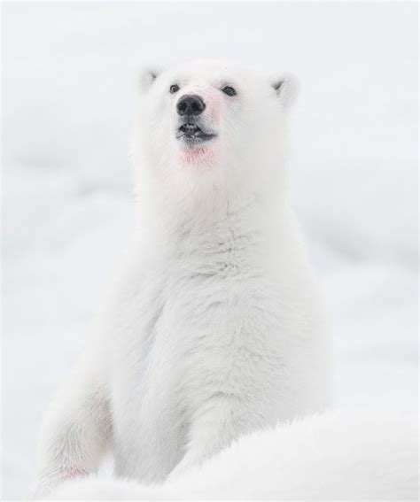 Polar Cub Face Reveal