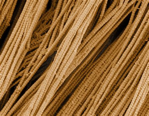 Scanning Electron Microscopy Of Collagen Fibers This Image Flickr