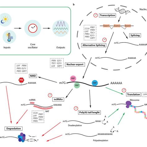 Crosstalk Between The Circadian Clock And Post Transcriptional