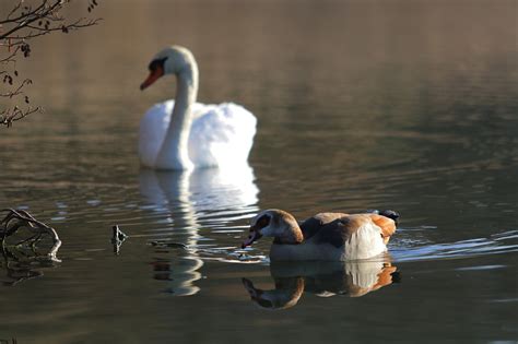 White Swan Goose