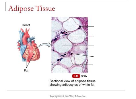 Adipose Tissue Diagram Quizlet