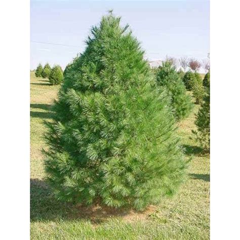 Eastern White Pine Tree Seeds White Pine Tree Types Of Evergreen