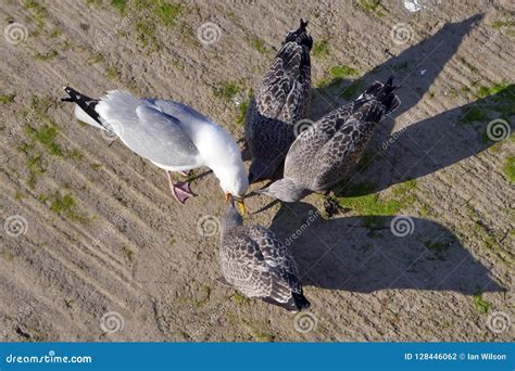 Gull feeding chicks stock photo. Image of three, gulls - 128446062