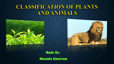 SOLUTION: Classification of plants and animals - Studypool