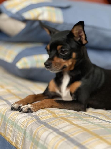 Chihuahua or Mini Pinscher? : r/Chihuahua