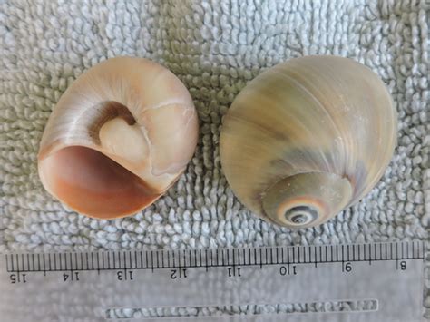 False Shark Eye North Carolina Marine Molluscs · Inaturalist