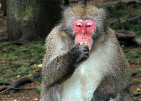 Macaque Monkey Eating Banana Stock Photo Image Of Austria Close 709778