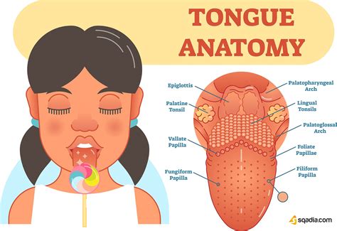 Simple Diagram Of Tongue