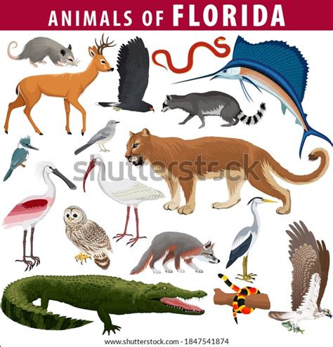 20,523 Florida Everglades Animals Images, Stock Photos & Vectors ...