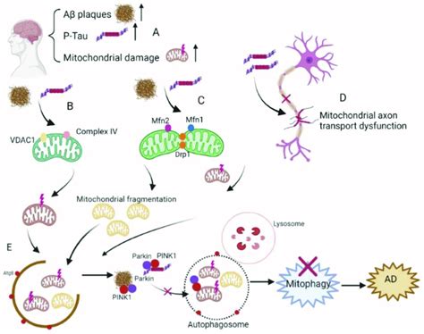 Mitophagy In The Pathogenesis Of Ad A Impairment Of The Mitochondria