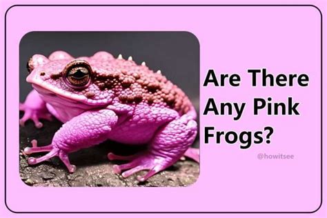 Are Pink Frogs Real 6 Frogs That Are Pink Updated With Faqs