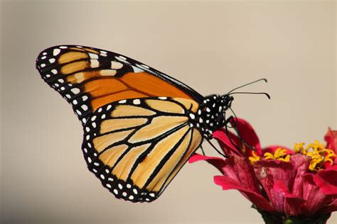 Oregon Sen Merkley Helps Launch Center To Save Bees And Butterflies