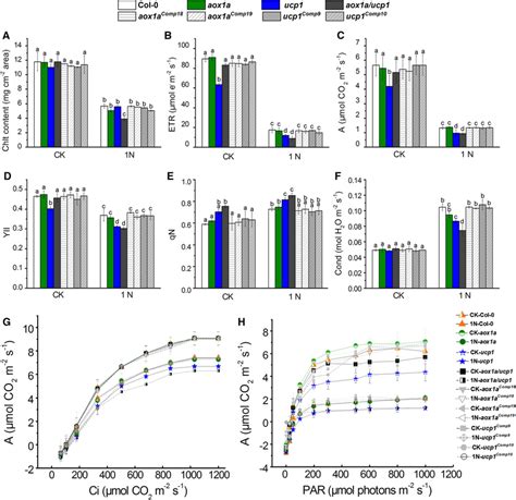 Effects Of AOX1a And UCP1 Mutation On Chlorophyll Content And