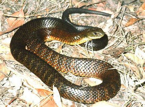 Tiger Snake Facts and Pictures | Reptile Fact