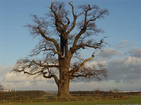 Oak Tree Nature Free Photo On Pixabay Pixabay