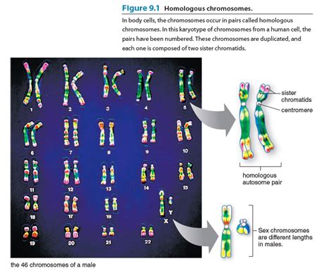 Solved Figure Homologous Chromosomes In Body Cells | Hot Sex Picture