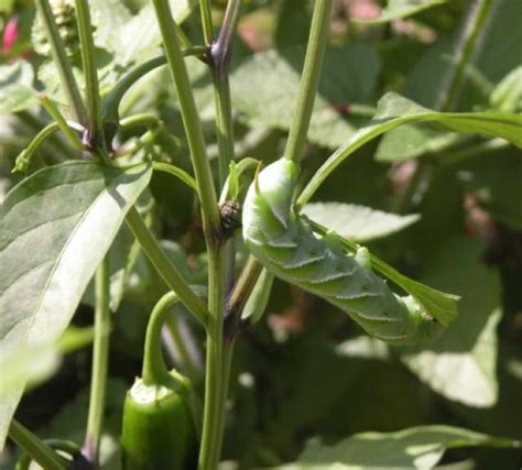 Learn How To Identify Common Plant Pests And Diseases Plants Pepper