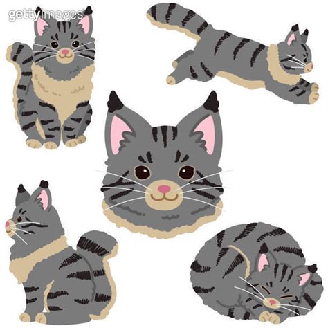 Set Of Simple And Adorable Grey Maine Coon Cat Illustrations Flat