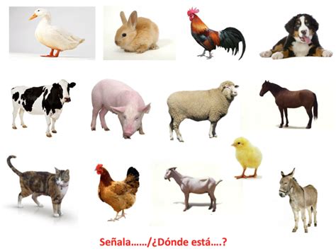 Animales Domesticos