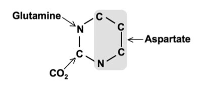 Pyrimidine Synthesis Pathway: Synthesis of pyrimidine derivatives