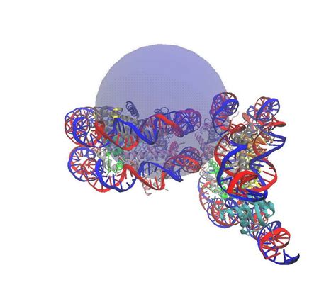 Examples Of Di Nucleosome Conformations Observed In Available X Ray