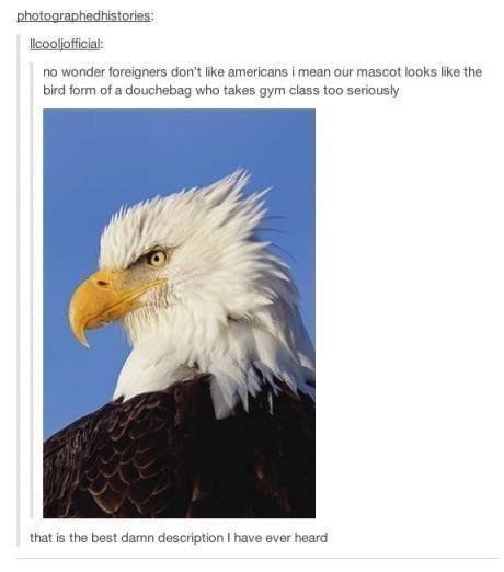 Its American Eagle Day So Feel Free To Enjoy These Majestic Memes