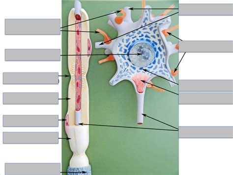 Lab 1 Myelinated Neuron Diagram | Quizlet