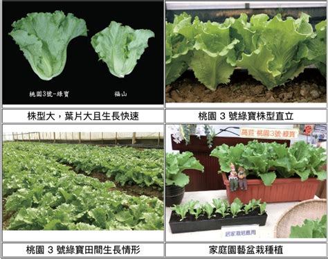 桃園3號 綠寶萵苣種子（綠天使萵苣） 低於市價 315 花園城堡園藝資材倉庫★最齊全最省錢。