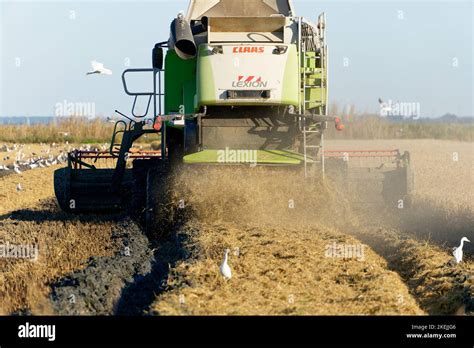 Harvesting Of The Rice By Machine Tractor On A Vast Field Industrial