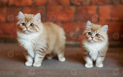 Munchkin Cat Stock Photos, Images and Backgrounds for Free Download