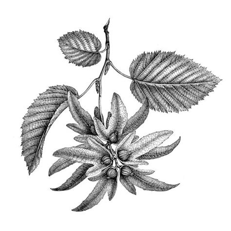 Carpinus Vectoriels Et Illustrations Libres De Droits Istock