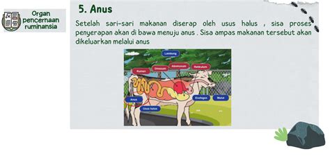 Sistem Pencernaan Hewan Ruminansia Pertanyaan And Jawaban Untuk Kuis Dan