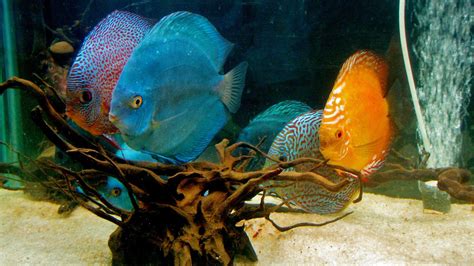 Bisnis Ikan Discus Usaha Ikan Paling Menggiurkan