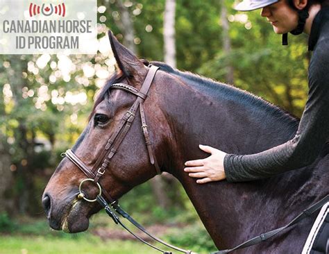 horse counts   canadian horse identification program