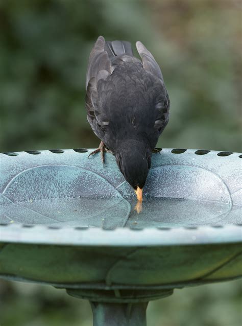 Bird Bath Ideas 13 Stylish Ways To Bring Birds Into Your Garden Gardeningetc