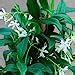 Star Jasmine Evergreen Climbing Garden Plant For Trellis Fences