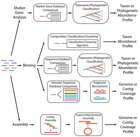 Frontiers An Introduction To The Analysis Of Shotgun Metagenomic Data