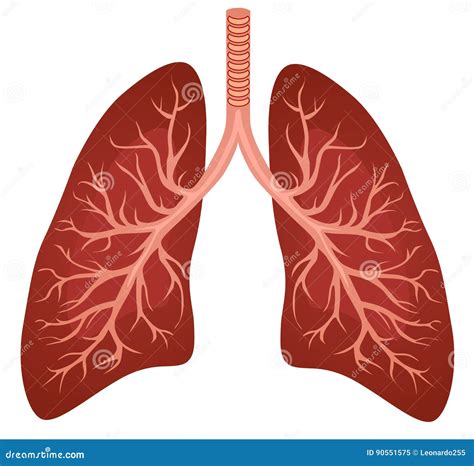 Lungs Organ Line And Solid Icon Healthy Human Detailed Anatomy Of