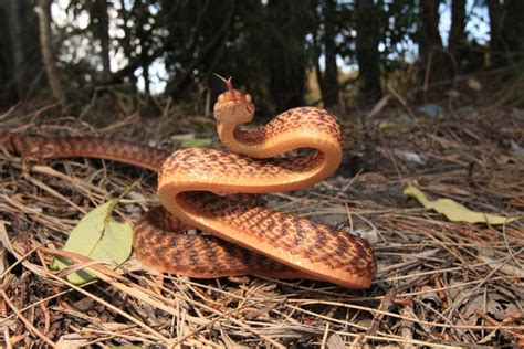 Brown Tree Snake - South East Snake Catcher - Gold Coast