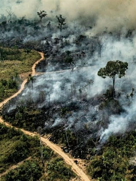 As Principais Causas Da Perda De Biodiversidade Cultura Ambiental Nas