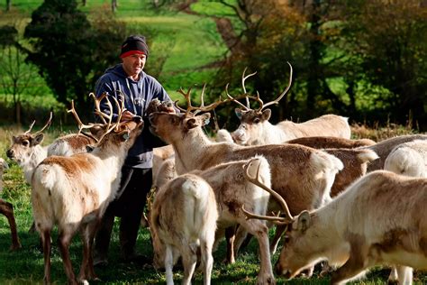 The Country Farm With Real Reindeer Santa In An Amazing Grotto And