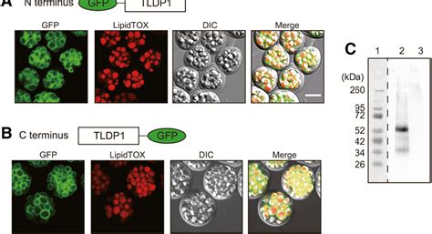 Figure 4 From Regulation Of Tg Accumulation And Lipid Droplet