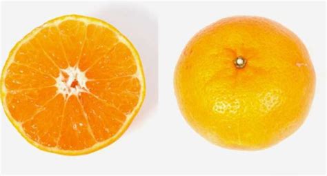 New Citrus Variety Set To Go The Distance For Florida Growers Growing Produce