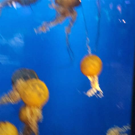 Vancouver Aquarium Tickets - Vancouver | Tiqets.com