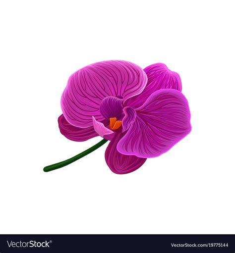 Beautiful Purple Orchid Flower Royalty Free Vector Image