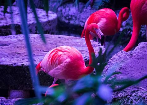 3840x2160px | free download | HD wallpaper: pink flamingo, selective ...