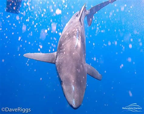 Orca Sex The Sex Life Of A Killer Whale