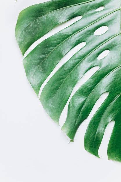 Hoja Verde De Monstera Sobre Fondo Blanco Aislado Foto Premium