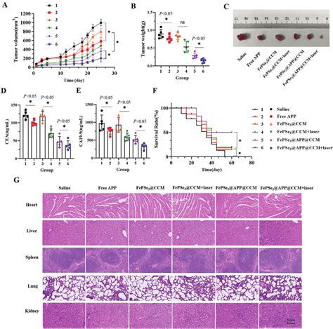 A Tumor Growth Curve And B Tumor Weight Of The Tumor Bearing Mice